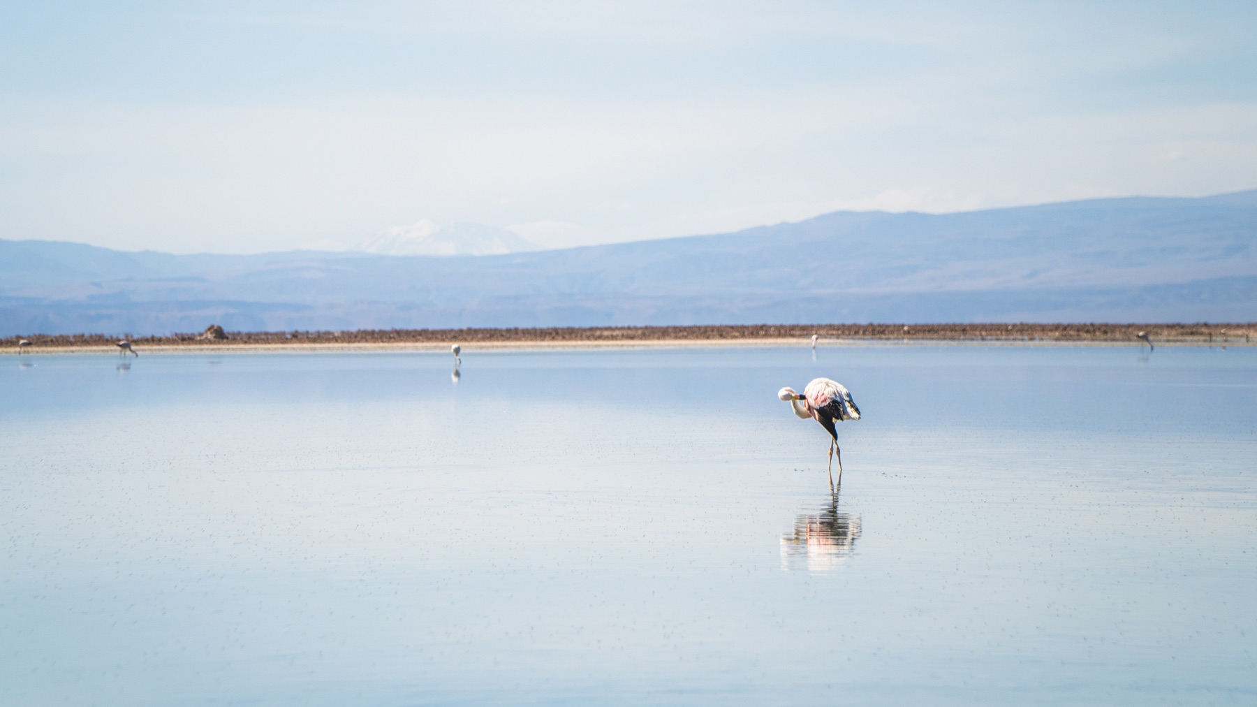 Flamingo refletido em uma lagoa altiplânica de Piedras Rojas